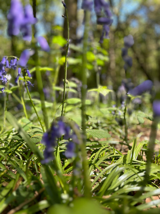The power of natural botanical ingredients in skincare - Mialove Botanica
